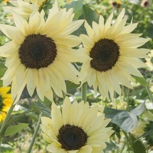 Pale yellow sunflower seeds